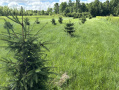 Spruce_1.jpg