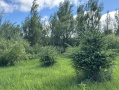 Spruce_Willows.jpg