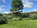 Treestand.jpg