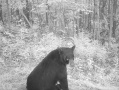 bearfacingJune222023.jpg