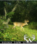buck10_lg_1.png