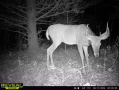 buck1.jpg