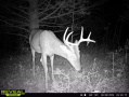 buck3.jpg