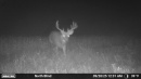 buck5.jpg