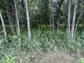 corchran8.jpg