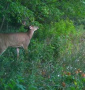 deer185-1edited.jpg