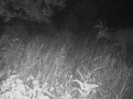 deer185-2edited.jpg