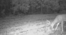 deer185-4-1.JPG