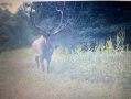 elk1.jpg