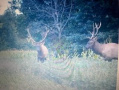 elk2.jpg