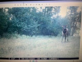 elk4.jpg