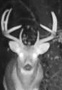 goodbuck002.jpg