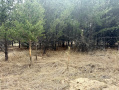 image00006_1.jpeg