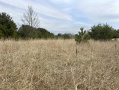 image00007_1.jpeg