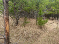 image00007.jpeg