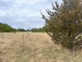 image00008_1.jpeg