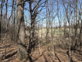 image00009_4.jpeg