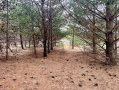 image00012_1.jpeg