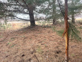 image00013_1.jpeg