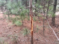 image00015_1.jpeg