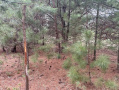 image00016_1.jpeg