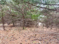 image00017_1.jpeg