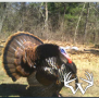 turkey1_lg_1.png