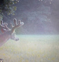 wildlife1.jpg