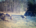 wildlife2.jpg