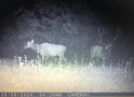 wildlife3.jpg