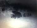 wildlife4.jpg