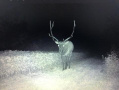 wildlife5.jpg
