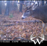 wolffbuck1_lg_1.png
