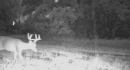 xx164Ctyrd136deer103.jpg