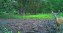 xx164Ctyrd136deer104.jpg
