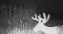 xx164Ctyrd136deer105.jpg
