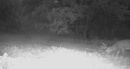 xx164Ctyrd136deer106.jpg