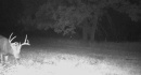 xx164Ctyrd136deer107.jpg