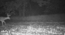 xx164Ctyrd136deer108.jpg