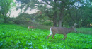xx164Ctyrd136deer109.jpg