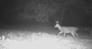 xx164Ctyrd136deer110.jpg