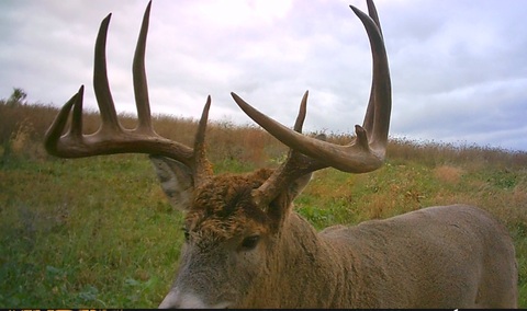 Close up image of a deer with a large set of antlers